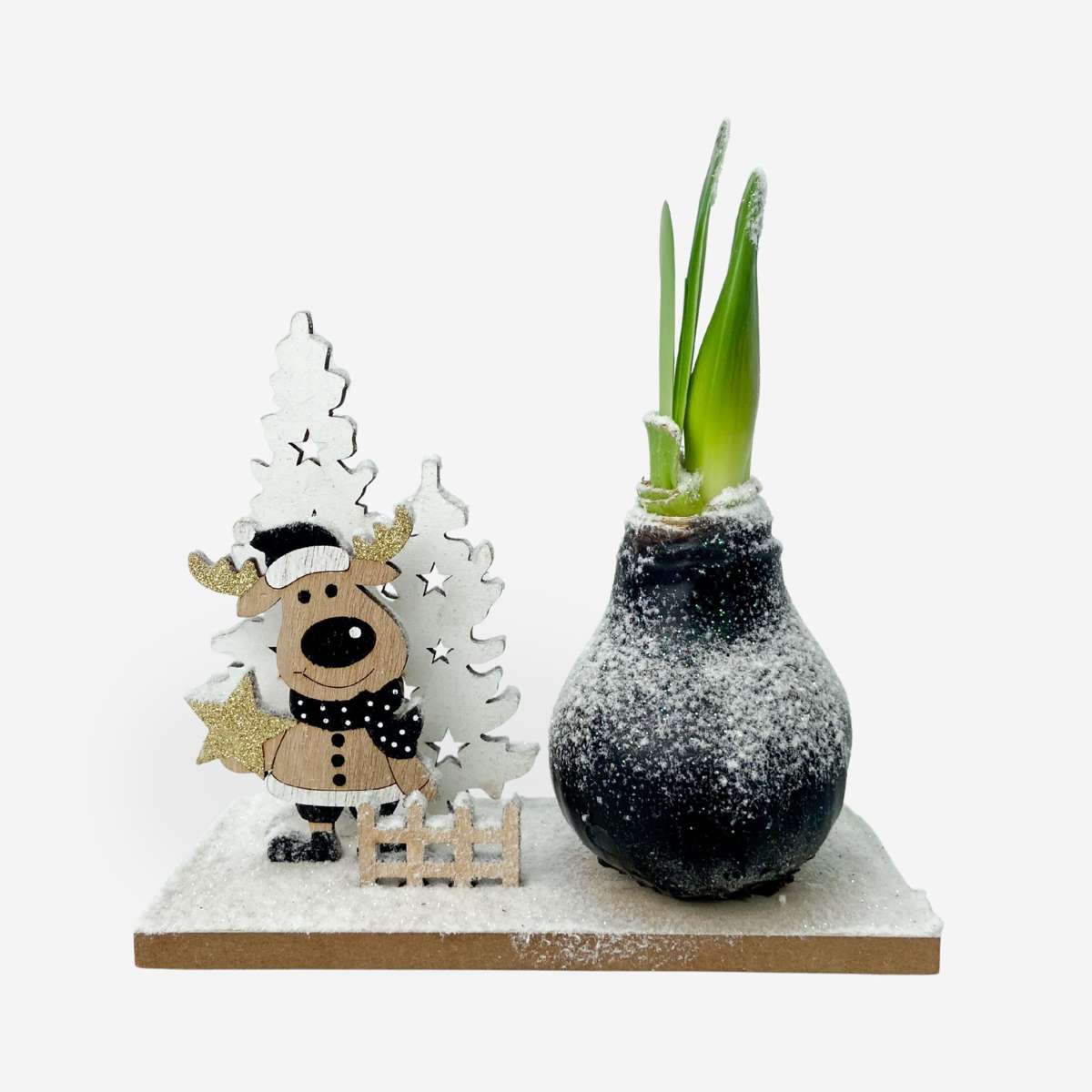 Amaryllis - Hippeastrum 'Winterwunderland Rentier'