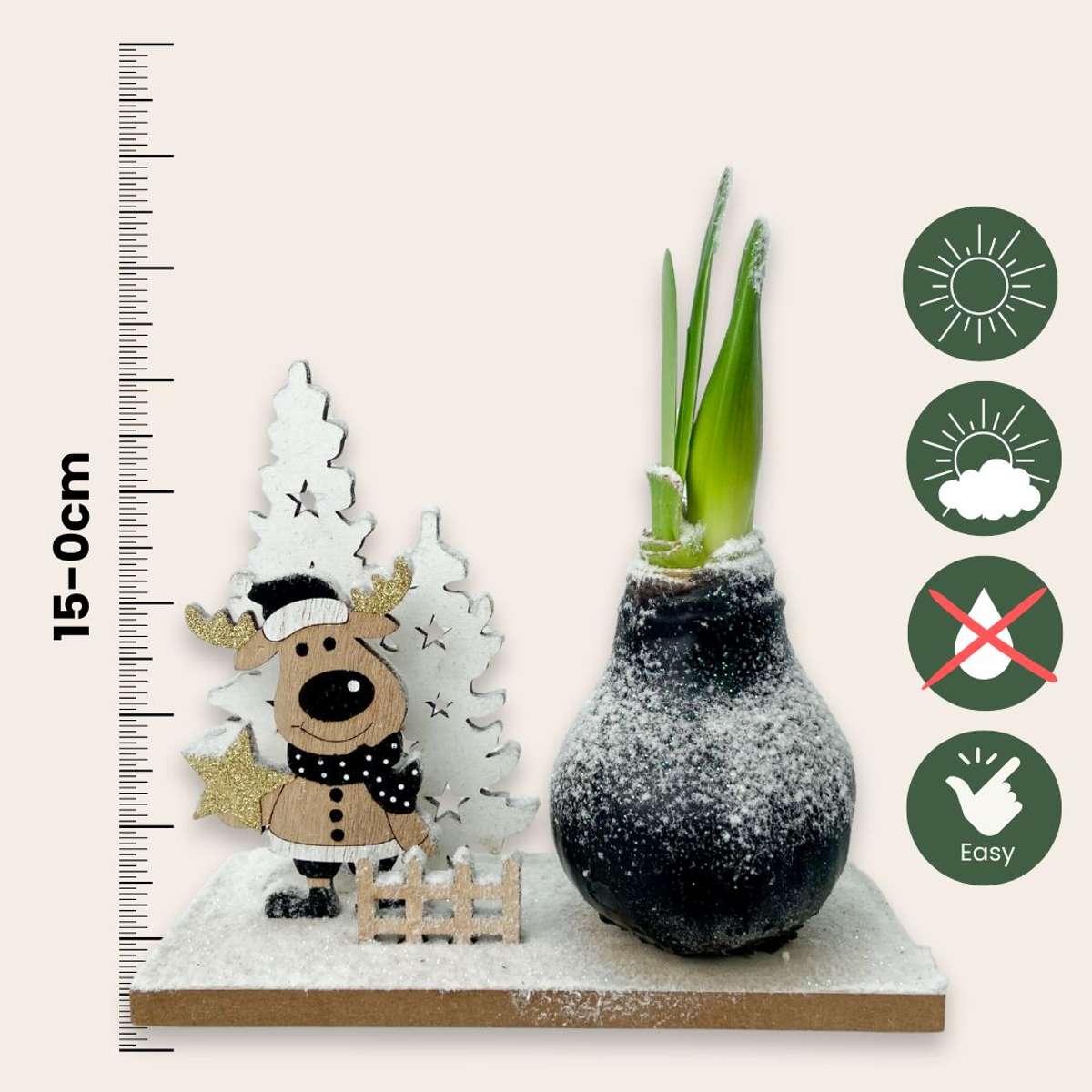 Amaryllis - Hippeastrum 'Winterwunderland Rentier'