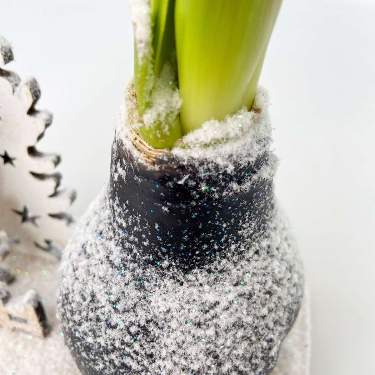 Amaryllis - Hippeastrum 'Winterwunderland Rentier'