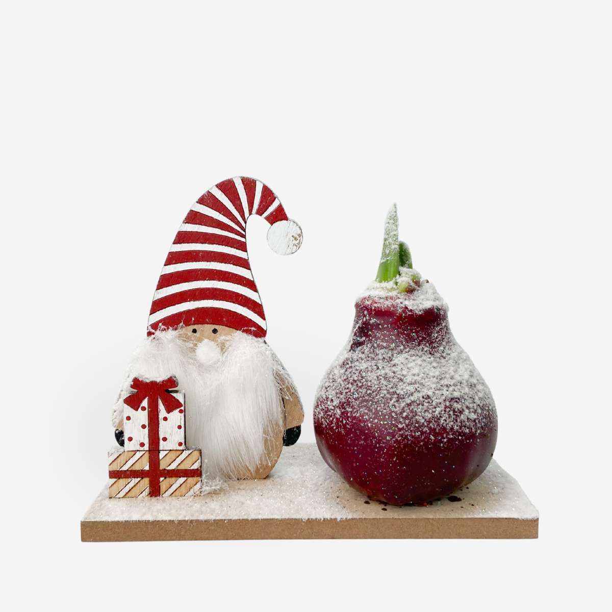 Amaryllis - Hippeastrum 'Winterwunderland Wichtel'