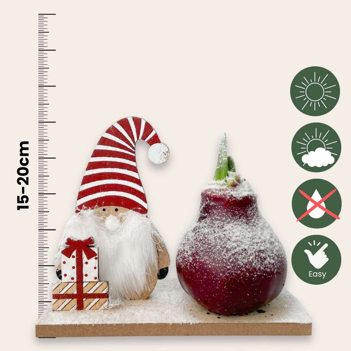 Amaryllis - Hippeastrum 'Winterwunderland Wichtel'