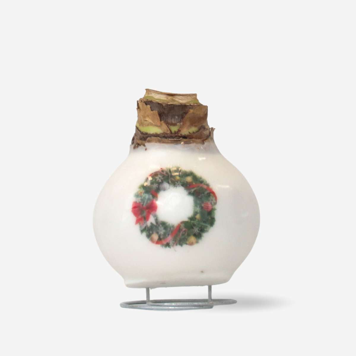 Amaryllis - Hippeastrum 'Porzellan Wachs Kranz'