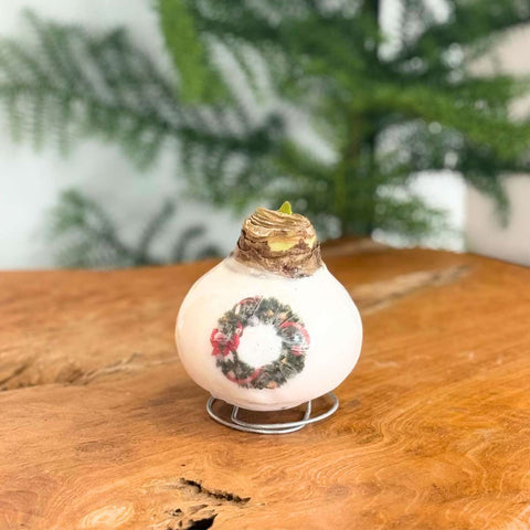 Amaryllis – Hippeastrum „Porzellan Wachs Kranz“ · Winterliche Deko-Amaryllis mit Kranzmotiv