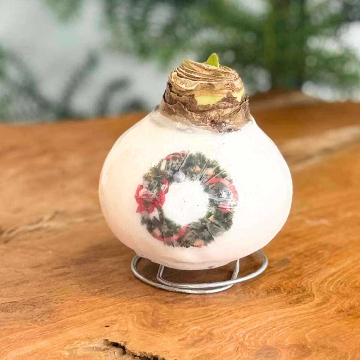 Amaryllis - Hippeastrum 'Porzellan Wachs Kranz'