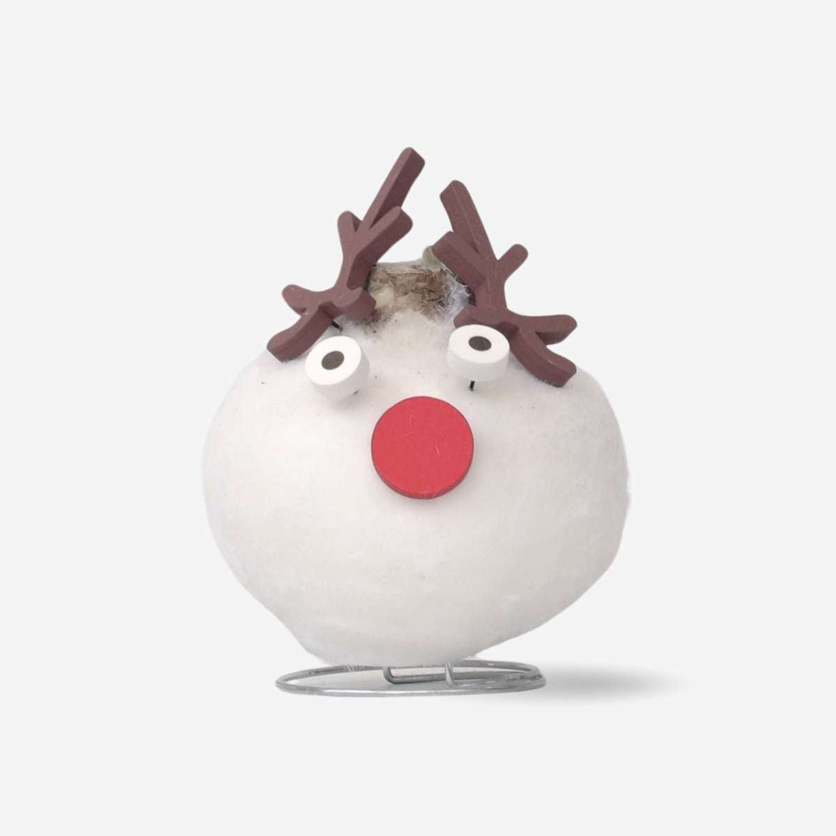 Amaryllis - Hippeastrum 'Wachs Spezial Rentier'