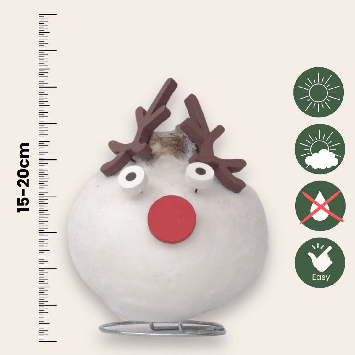 Amaryllis - Hippeastrum 'Wachs Spezial Rentier'