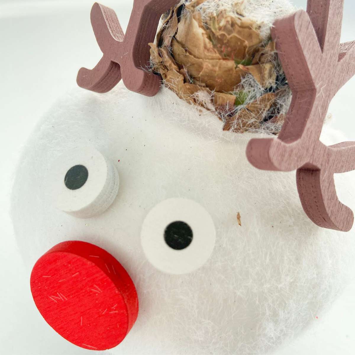 Amaryllis - Hippeastrum 'Wachs Spezial Rentier'