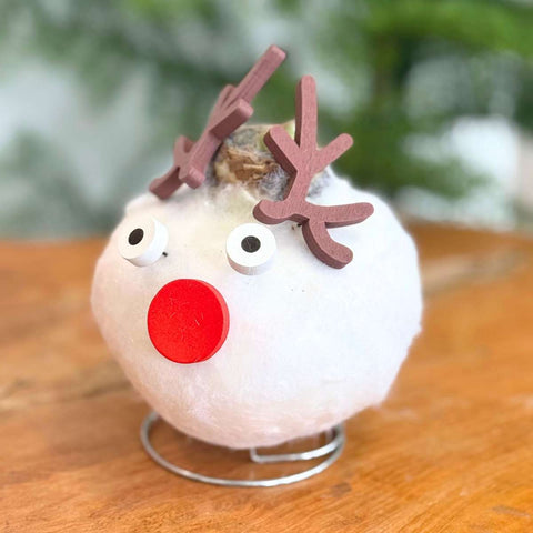 Amaryllis – Hippeastrum „Wachs Spezial Rentier“ · Festliche Winterblüte ohne Gießen