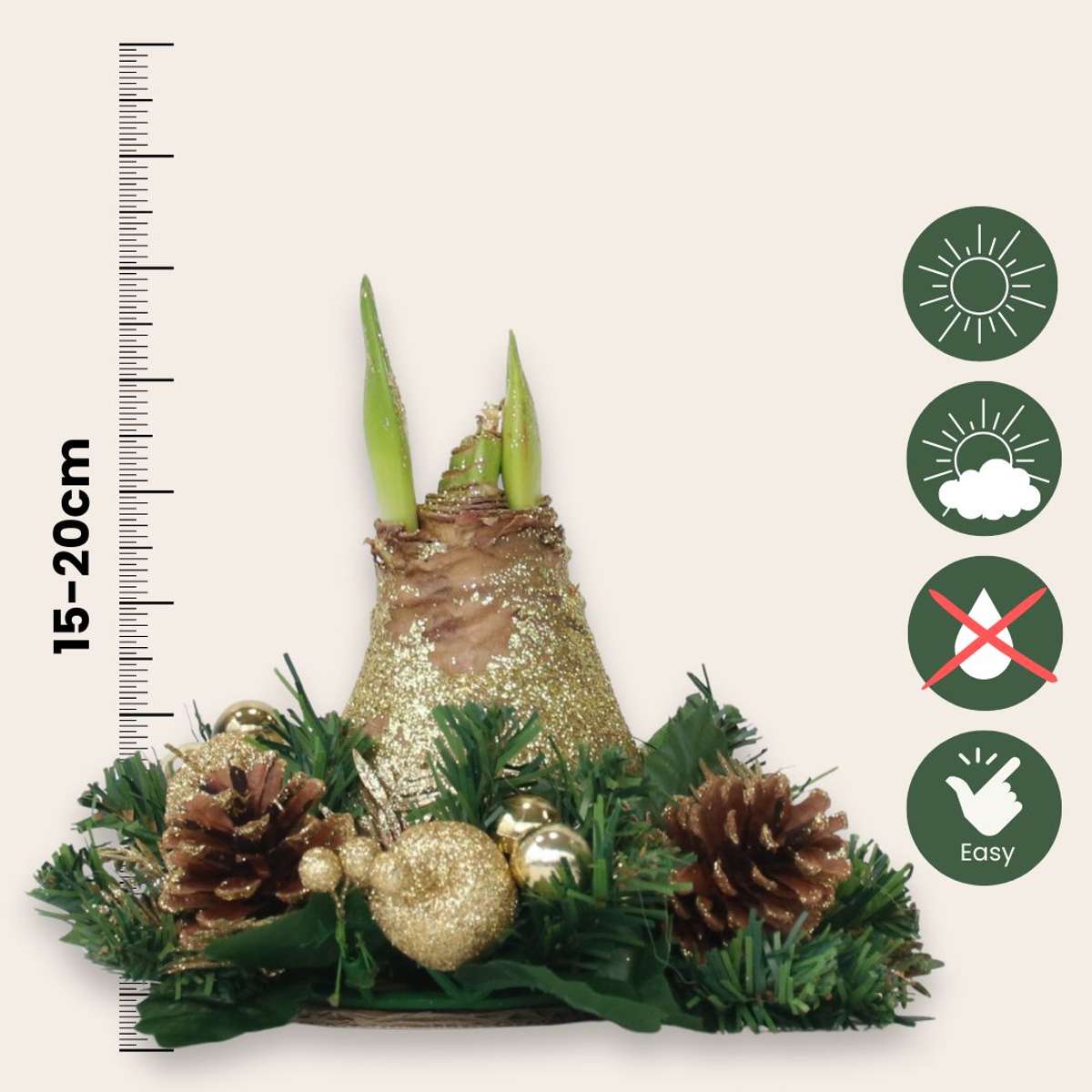 Amaryllis - Hippeastrum 'Weihnachtskranz' - Gold