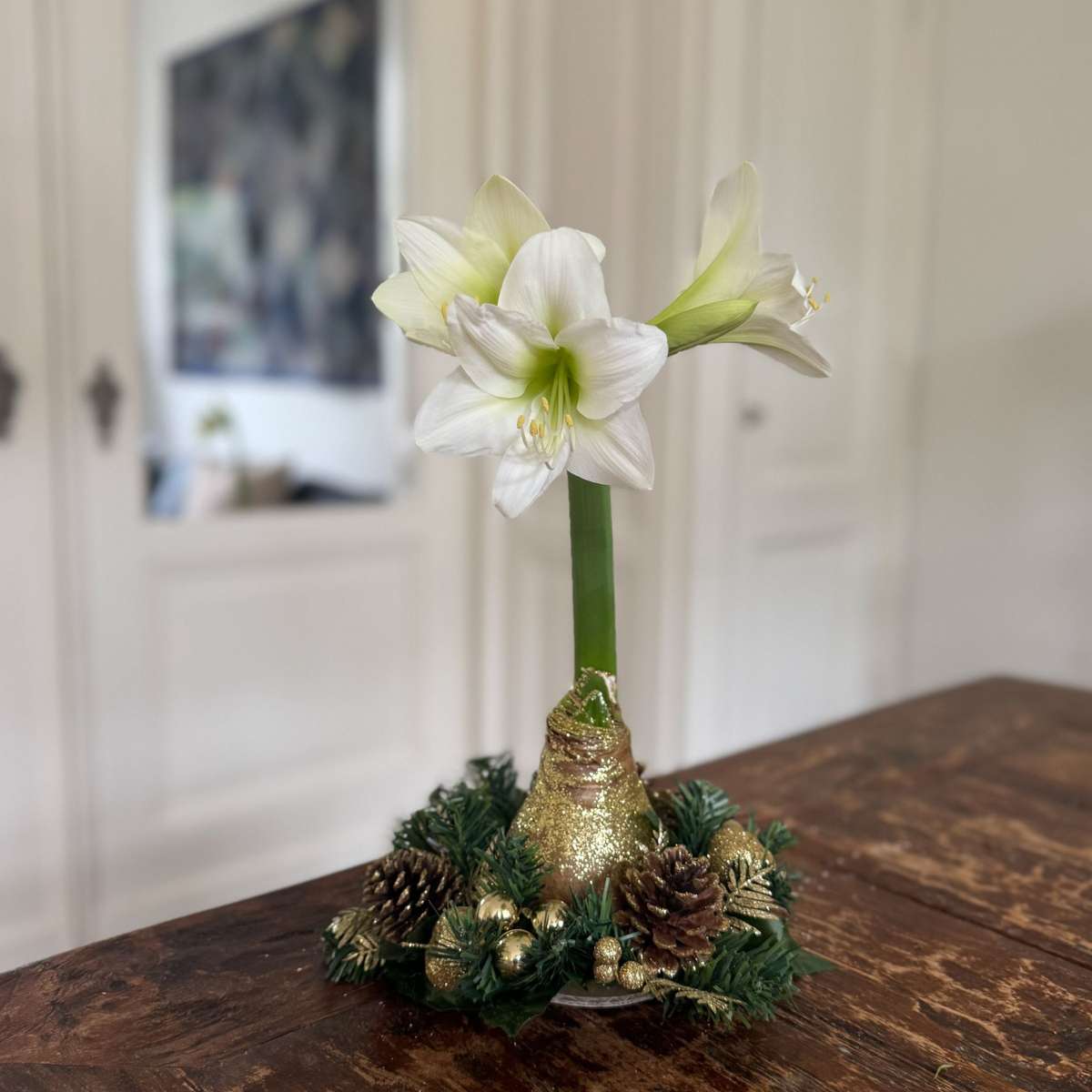 Amaryllis - Hippeastrum 'Weihnachtskranz' - Gold