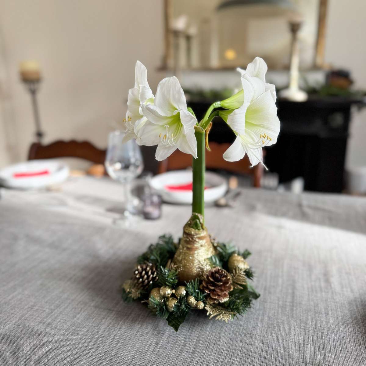 Amaryllis - Hippeastrum 'Weihnachtskranz' - Gold