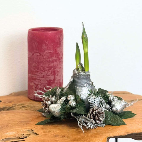 Amaryllis - Hippeastrum 'Weihnachtskranz' - Silber