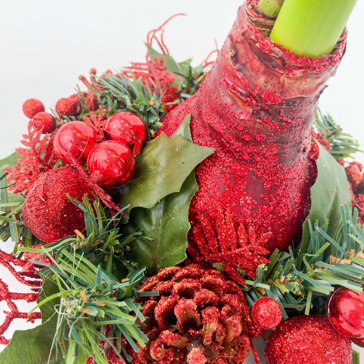 Amaryllis - Hippeastrum 'Weihnachtskranz' - Rot