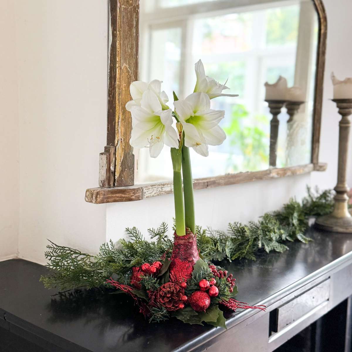 Amaryllis - Hippeastrum 'Weihnachtskranz' - Rot