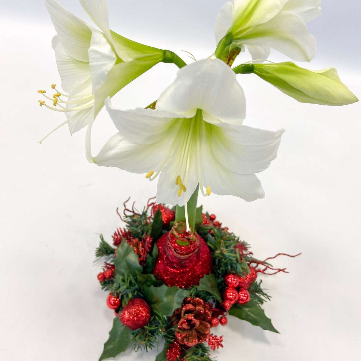 Amaryllis - Hippeastrum 'Weihnachtskranz' - Rot
