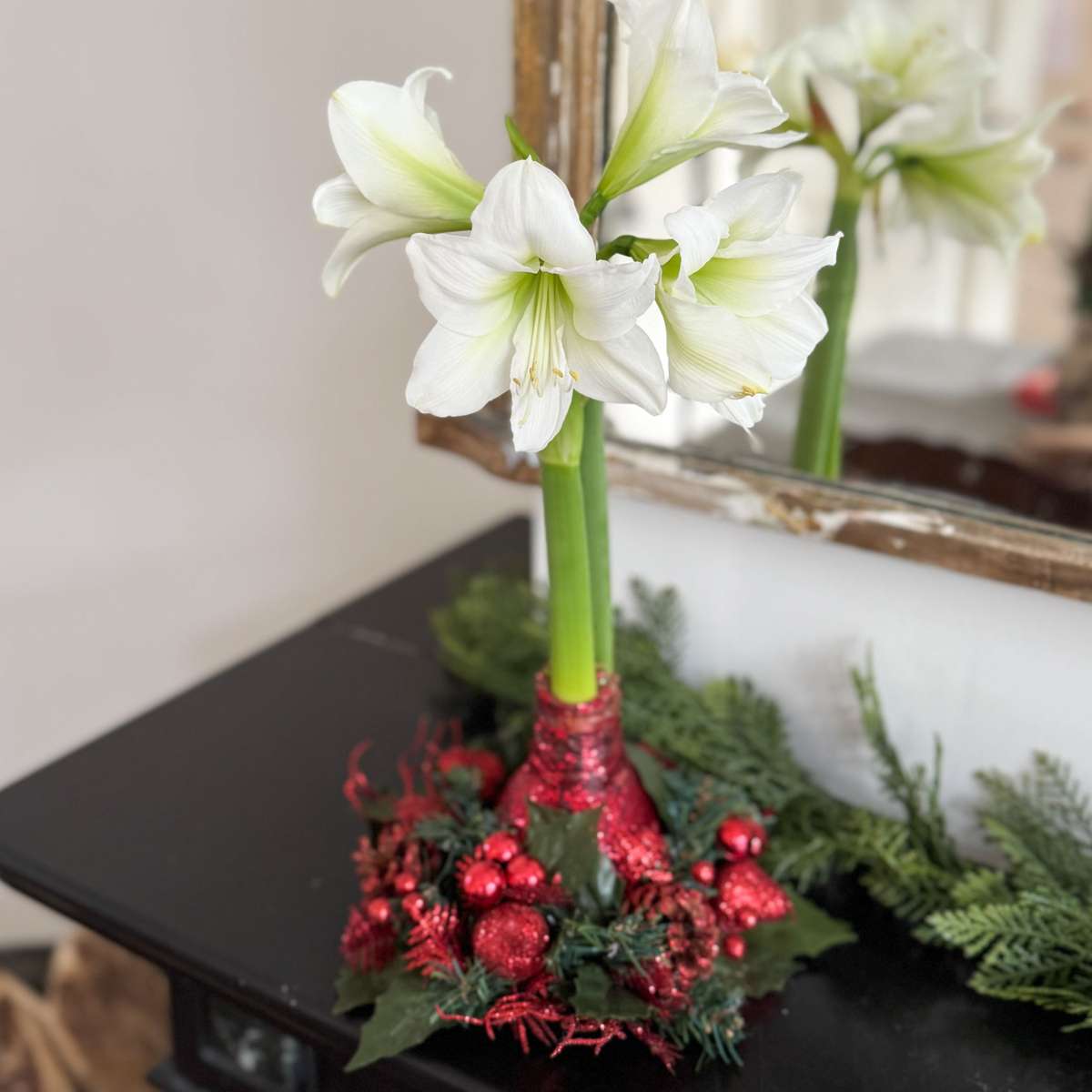 Amaryllis - Hippeastrum 'Weihnachtskranz' - Rot