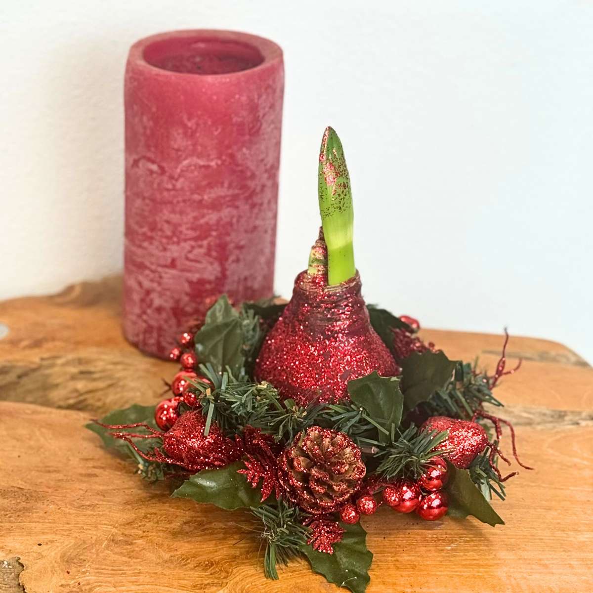 Amaryllis - Hippeastrum 'Weihnachtskranz' - Rot