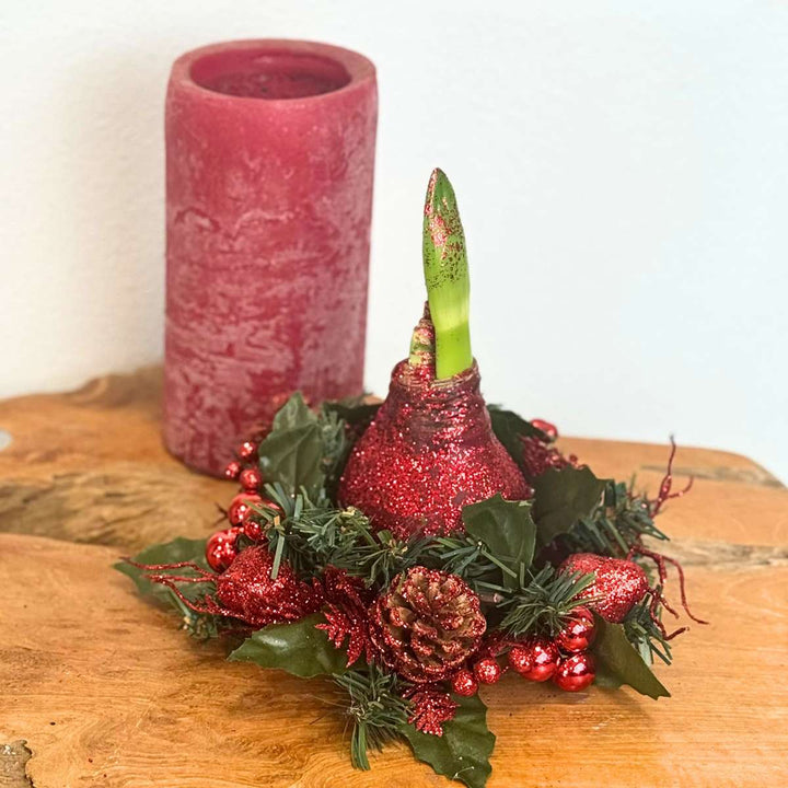 Amaryllis - Hippeastrum 'Weihnachtskranz' - Rot