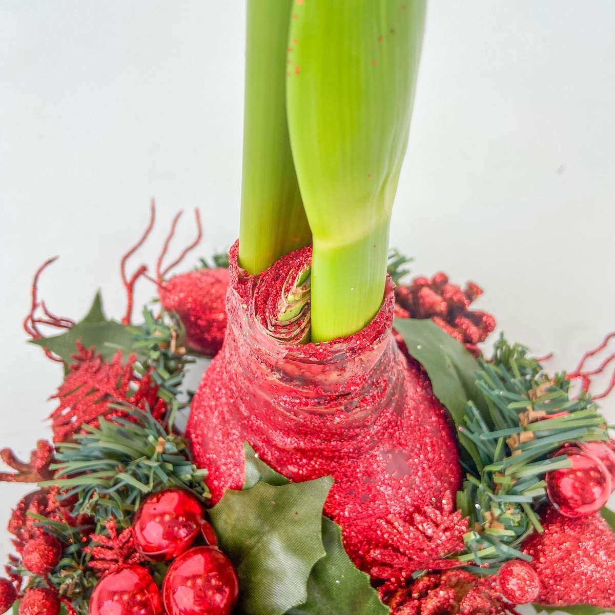 Amaryllis - Hippeastrum 'Weihnachtskranz' - Rot