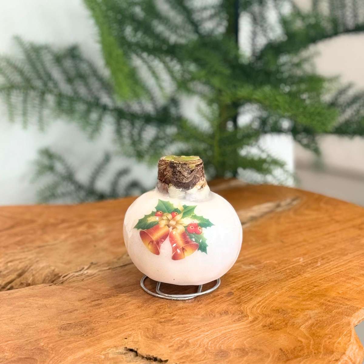 Amaryllis - Hippeastrum 'Porzellan Wachs Glocken'