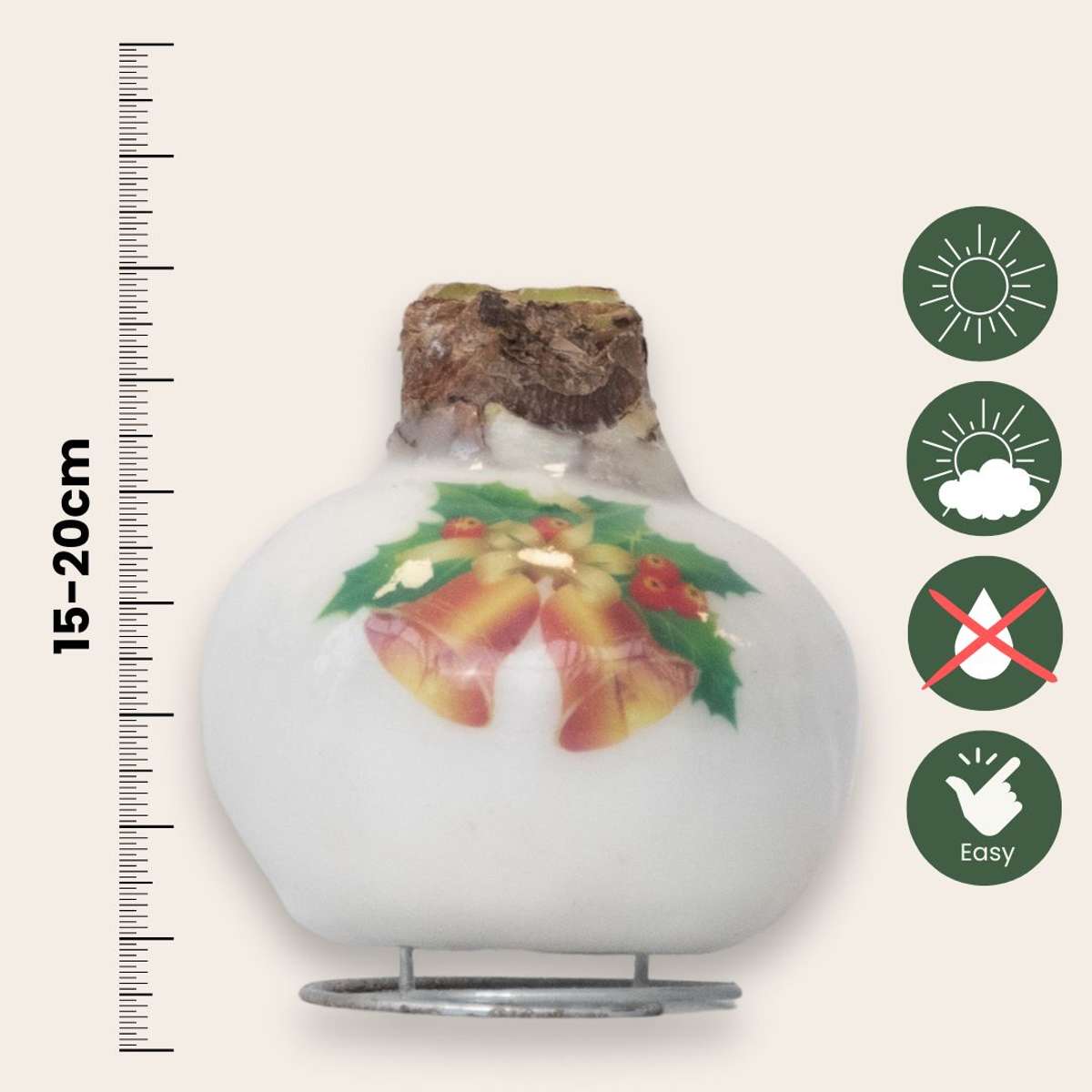 Amaryllis - Hippeastrum 'Porzellan Wachs Glocken'