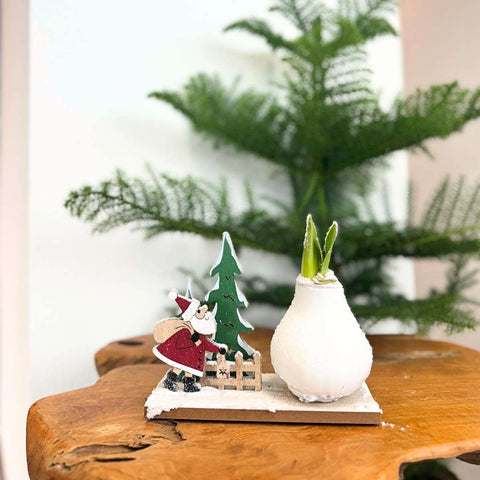 Amaryllis - Hippeastrum „Winterwunderland Weihnachtsmann“ – Wachs-Zwiebel ohne Gießen