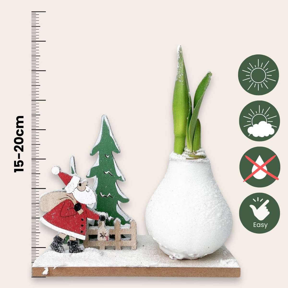 Amaryllis - Hippeastrum 'Winterwunderland Weihnachtsmann'