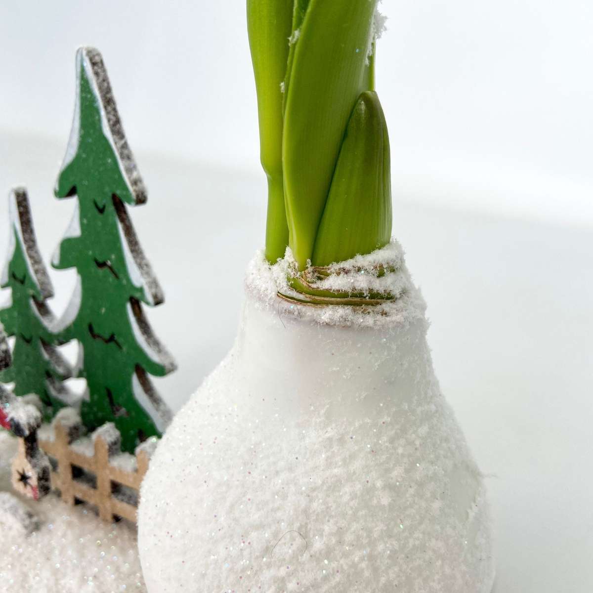 Amaryllis - Hippeastrum 'Winterwunderland Weihnachtsmann'