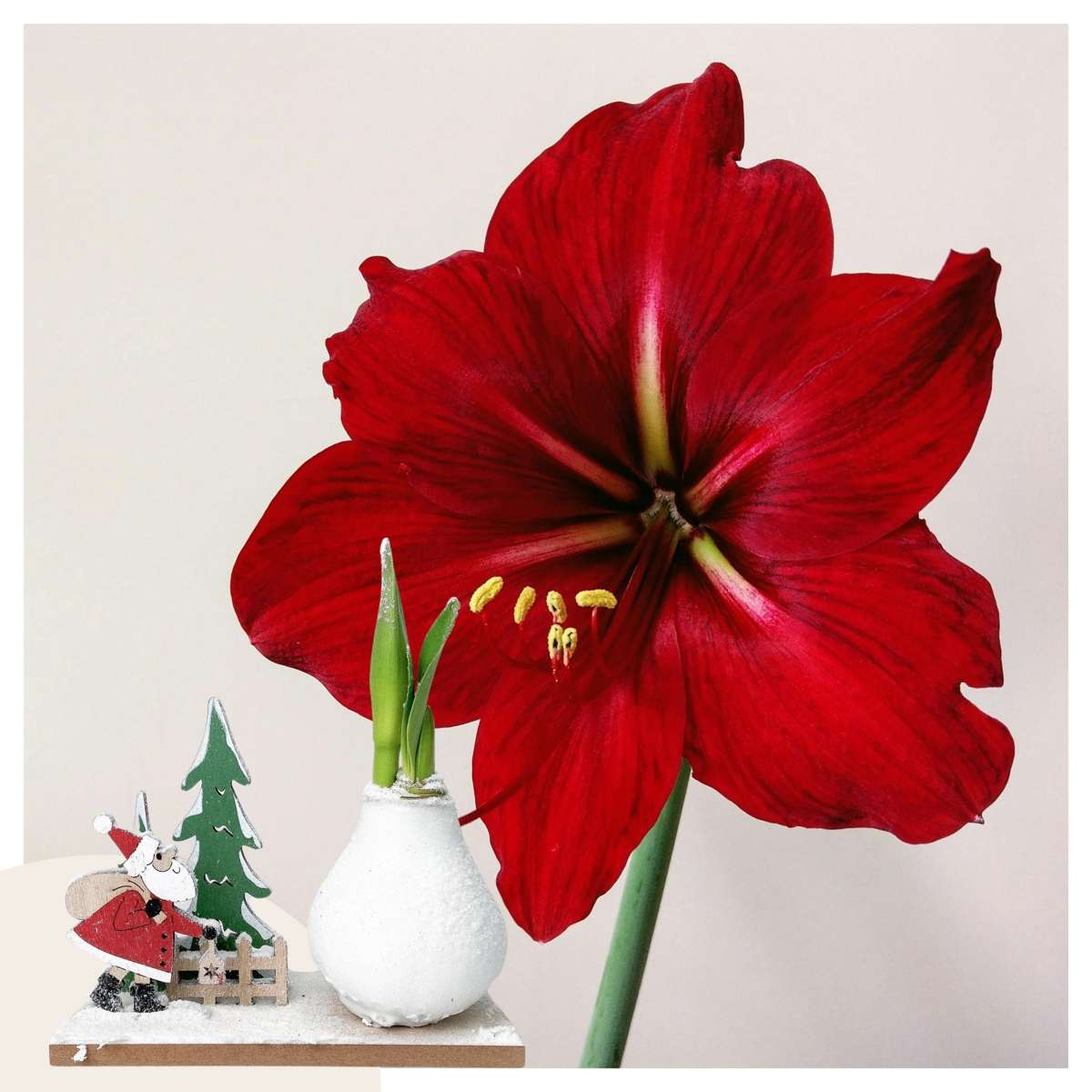 Amaryllis - Hippeastrum 'Winterwunderland Weihnachtsmann'
