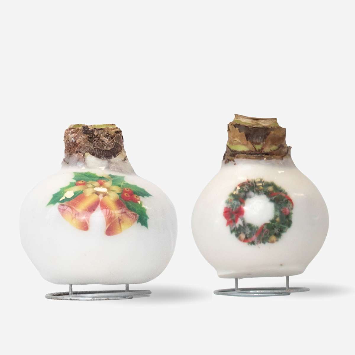 Amaryllis - Set Mit 2 - Hippeastrum 'Porzellan Wachs Mix'