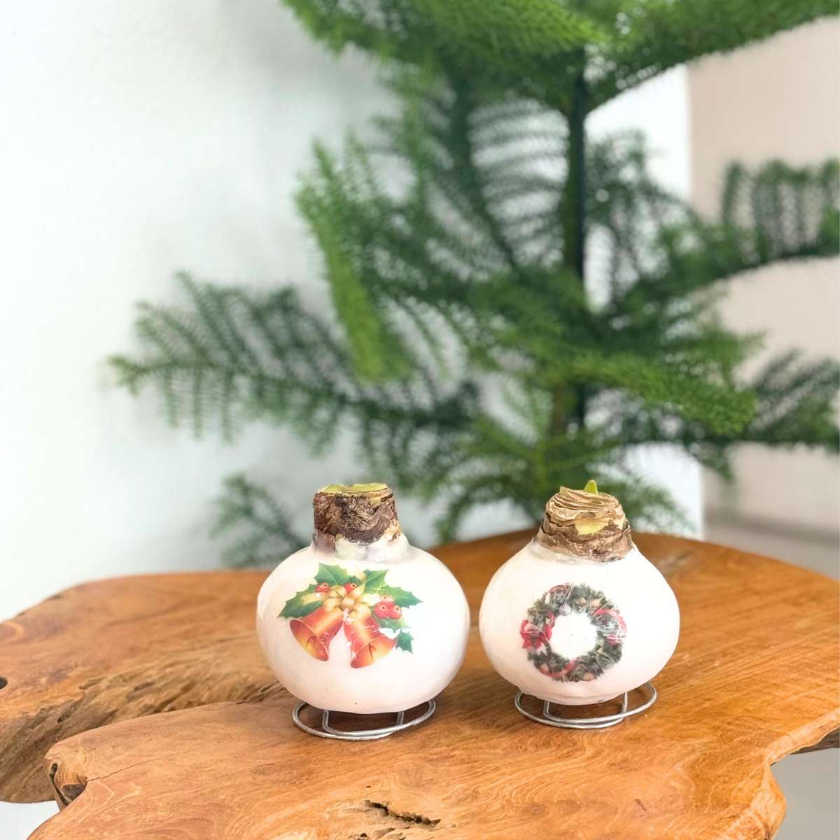 Amaryllis - Set Mit 2 - Hippeastrum 'Porzellan Wachs Mix'