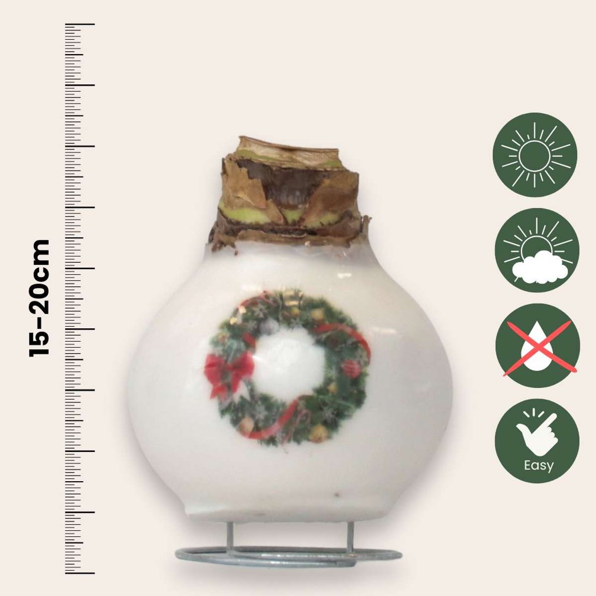 Amaryllis - Set Mit 2 - Hippeastrum 'Porzellan Wachs Mix'