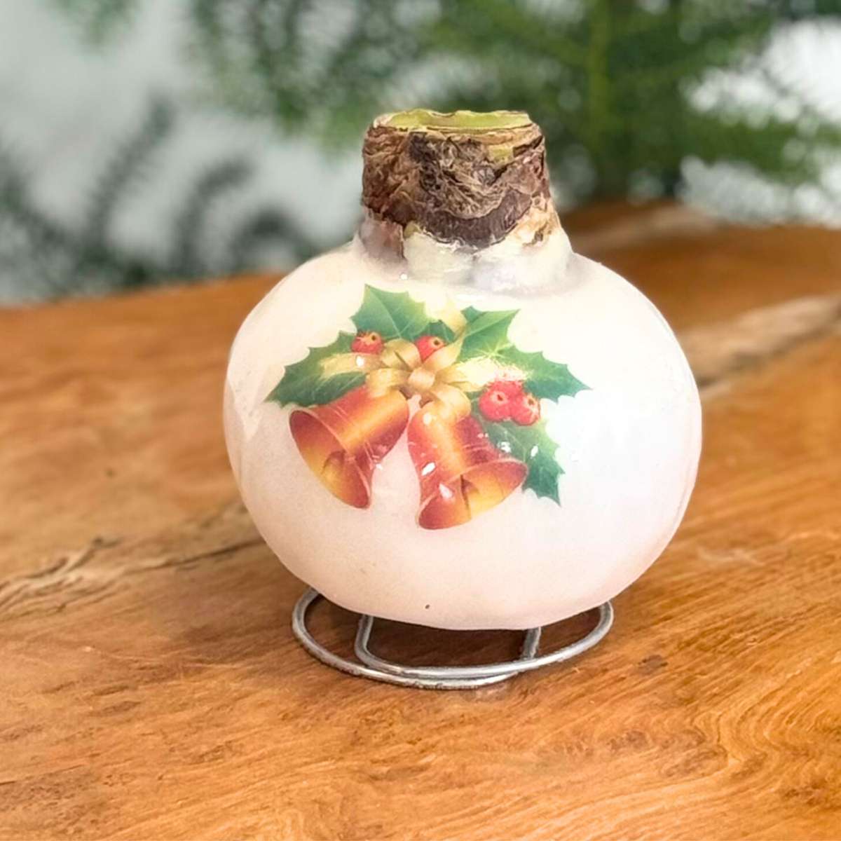 Amaryllis - Set Mit 2 - Hippeastrum 'Porzellan Wachs Mix'