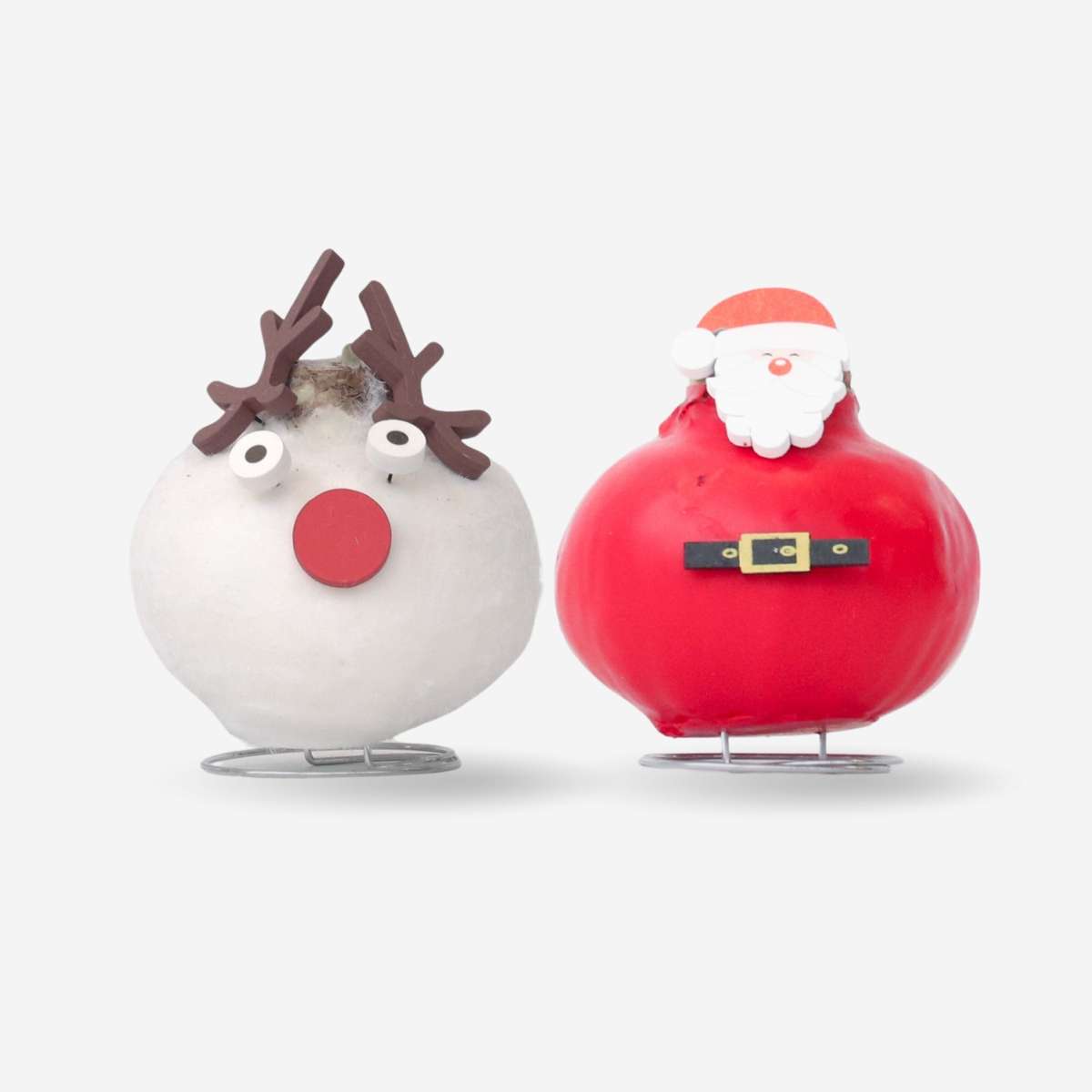 Amaryllis - Set Mit 2 - Hippeastrum 'Wachs Spezial Mix'