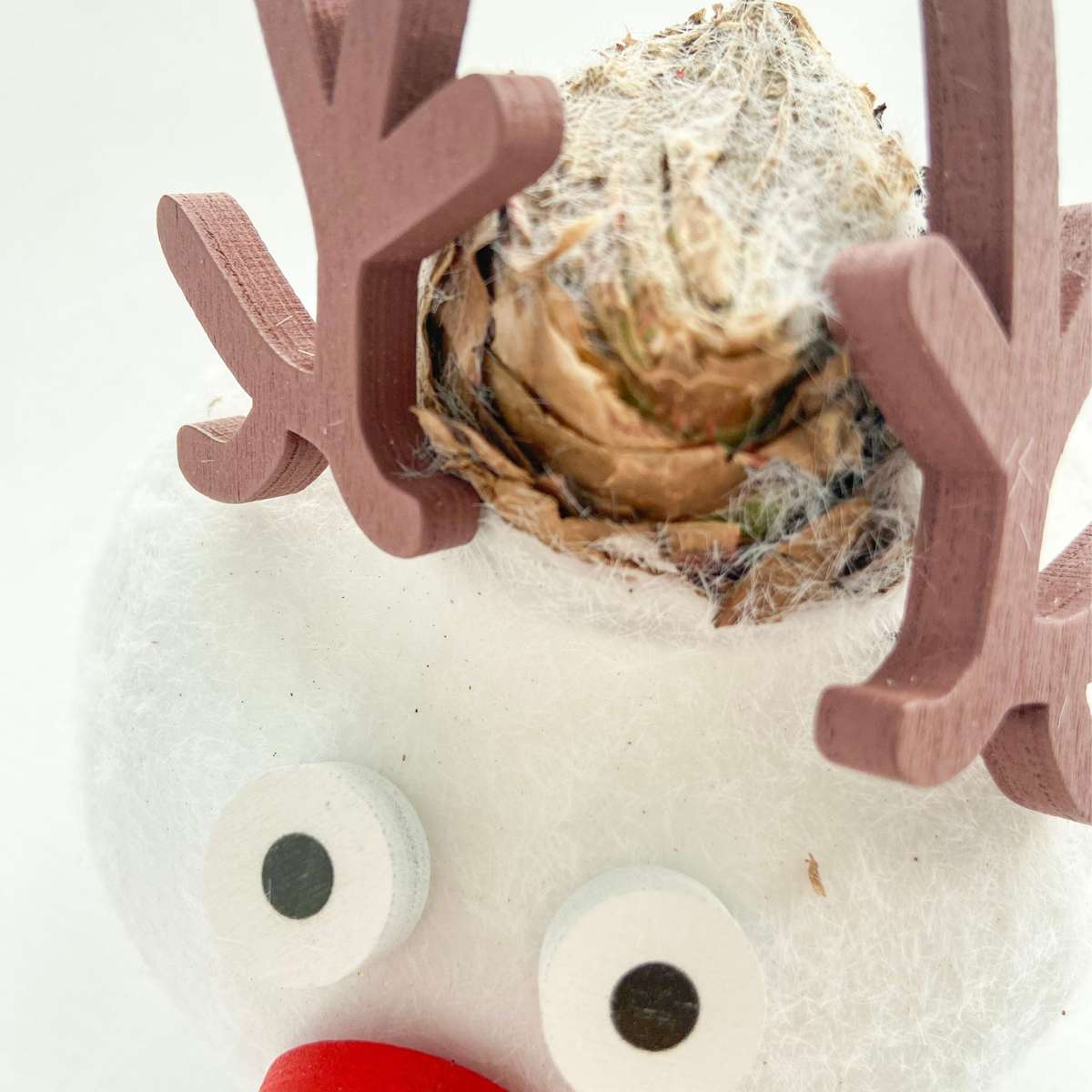 Amaryllis - Set Mit 2 - Hippeastrum 'Wachs Spezial Mix'