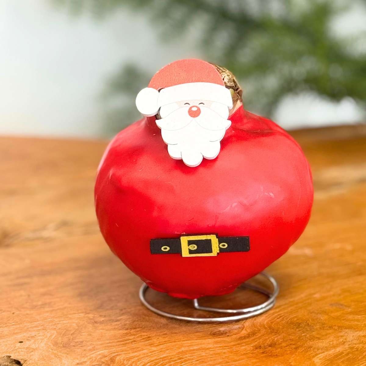 Amaryllis - Set Mit 2 - Hippeastrum 'Wachs Spezial Mix'