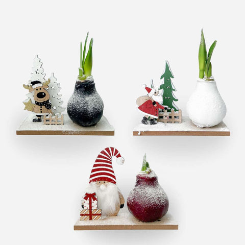 Amaryllis – 3er Winterwunderland-Set · Wachs-Amaryllis „Hippeastrum Mix“ · Weihnachts-Edition