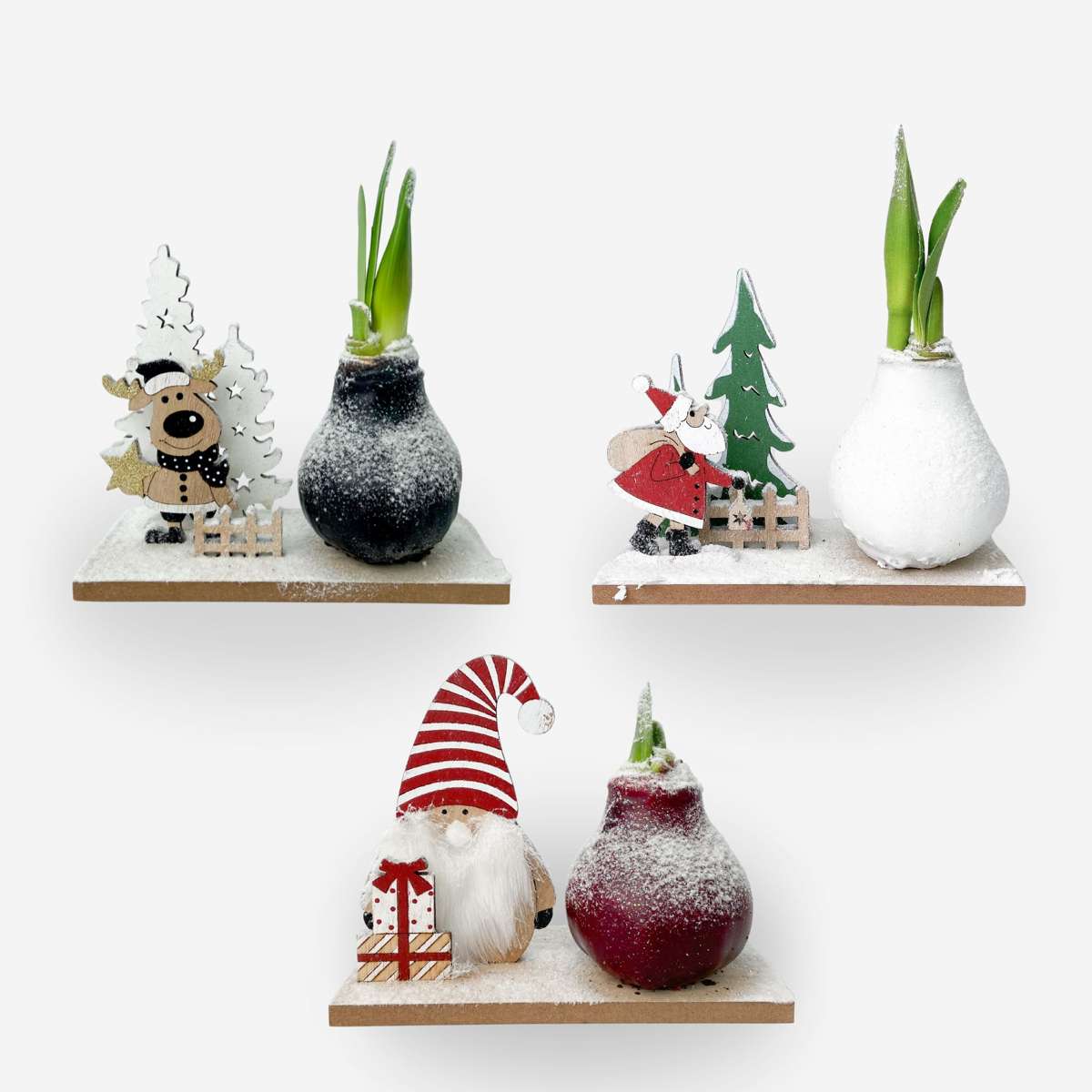 Amaryllis - Set Mit 3 - Hippeastrum 'Winterwunderland Mix'