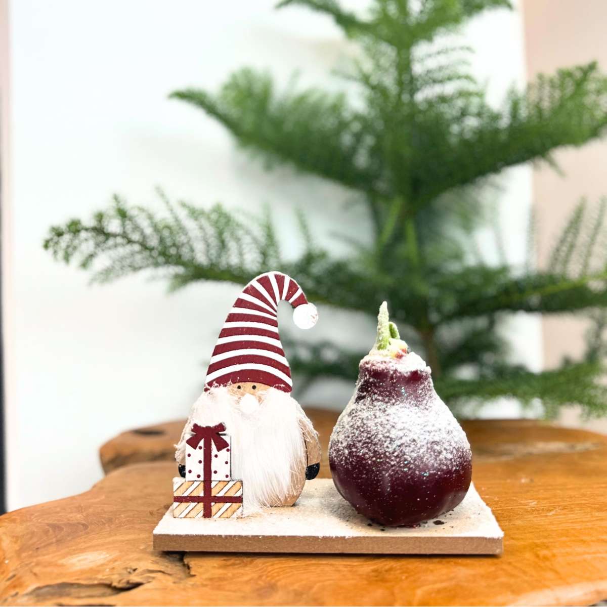 Amaryllis - Set Mit 3 - Hippeastrum 'Winterwunderland Mix'