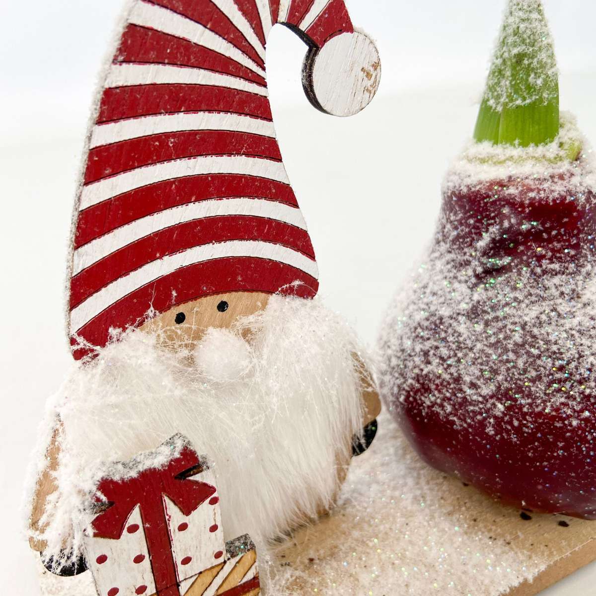 Amaryllis - Set Mit 3 - Hippeastrum 'Winterwunderland Mix'