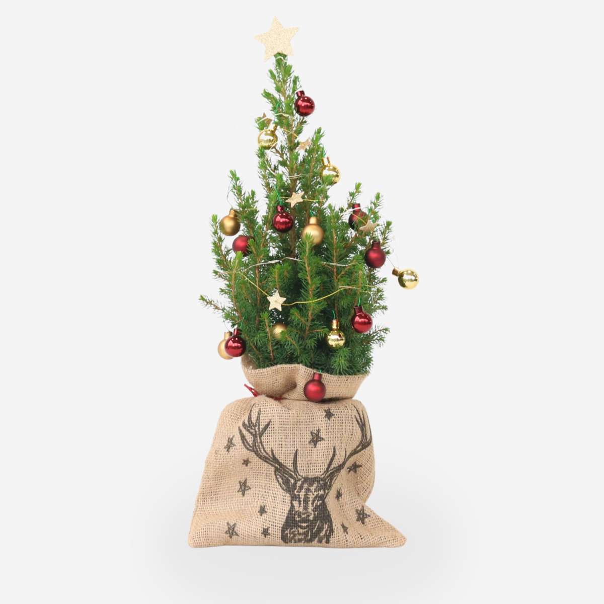 Other Green Houseplants Mini-Weihnachtsbaum Mit Jute-Sack – Picea Glauca Conica – 55–65Cm – ⌀15Cm