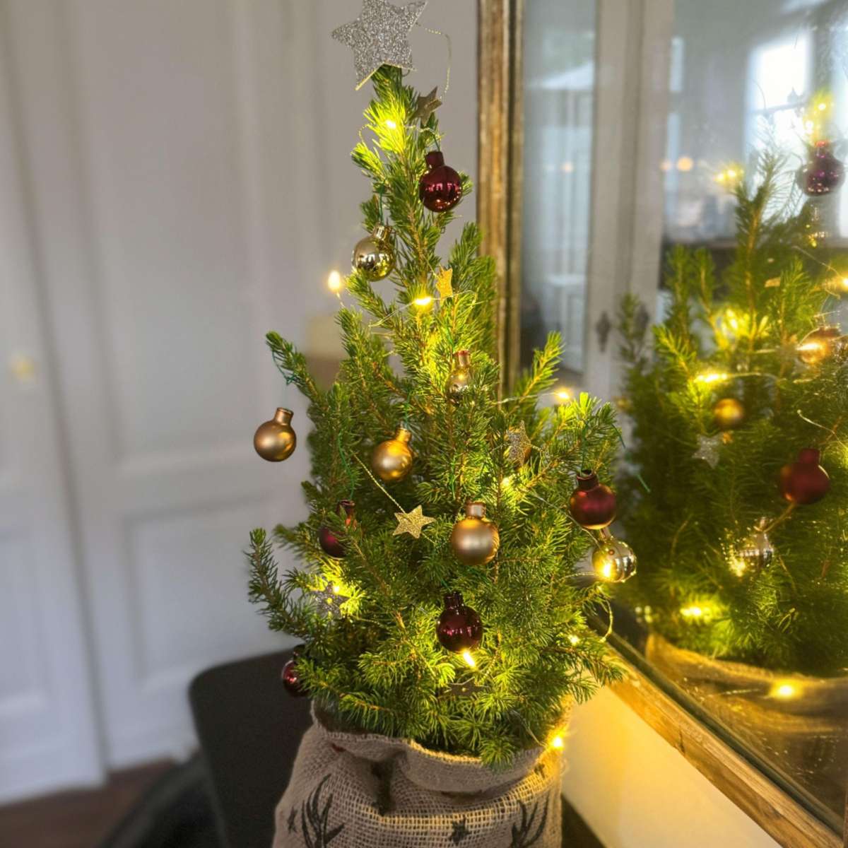 Other Green Houseplants Mini-Weihnachtsbaum Mit Jute-Sack – Picea Glauca Conica – 55–65Cm – ⌀15Cm