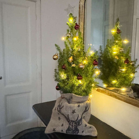 Mini-Weihnachtsbaum im Jute-Sack – Picea Glauca ‘Conica’ (55–65 cm) · Mit Kugeln, Sternengirlande & warmweißer LED-Beleuchtung