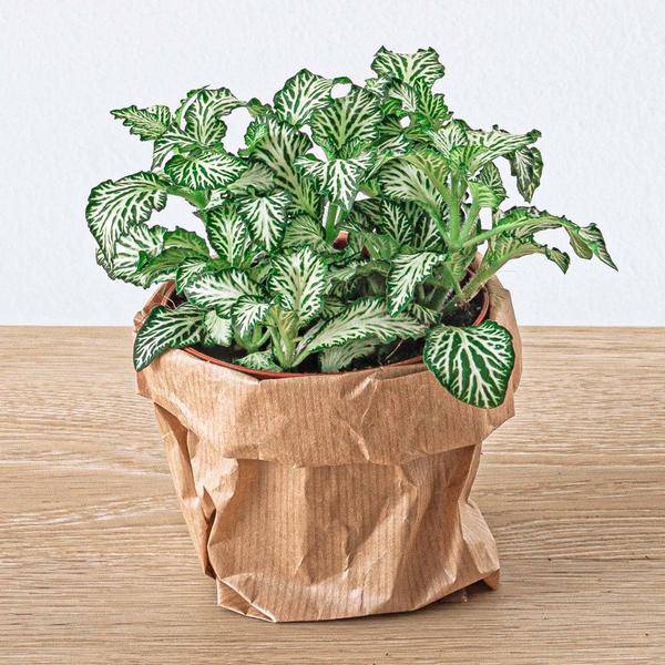 Flaschengarten-Set Dschungel 5 – DIY Pflanzenterrarium mit Coffea, Farn, Palme & Fittonia