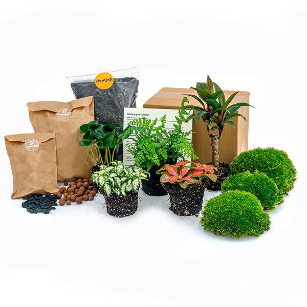 Flaschengarten-Set Dschungel 5 – DIY Pflanzenterrarium mit Coffea, Farn, Palme & Fittonia